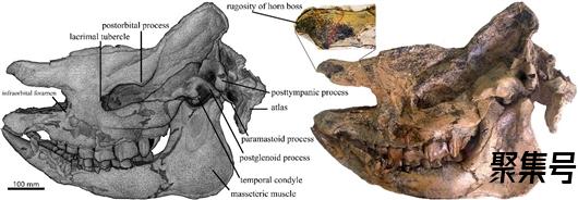 并角犀牛(山旺盆地并角犀及其演化迁徙历史)