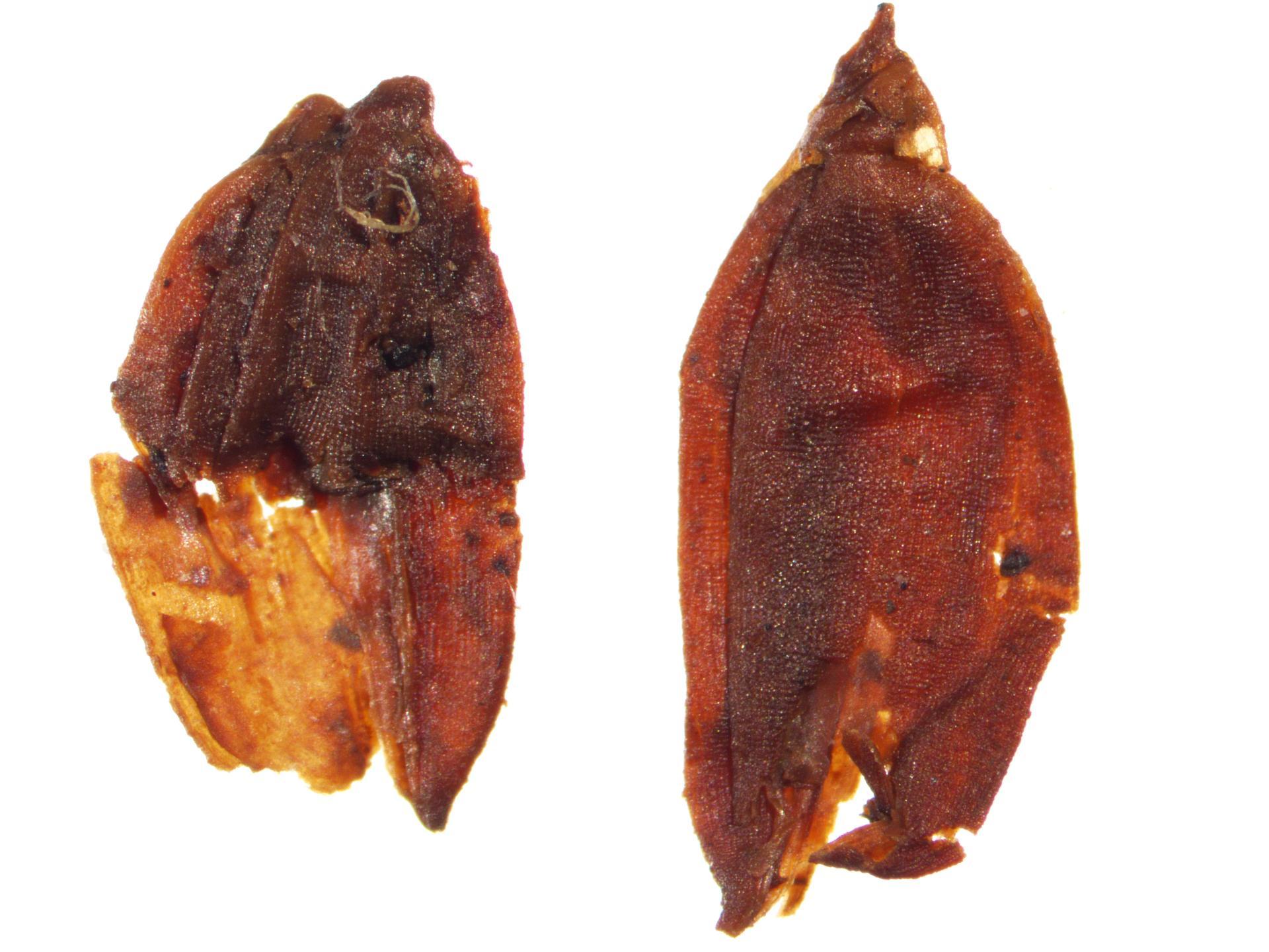 2000年前的海昏侯国先民都种些啥（海昏侯历史知识）