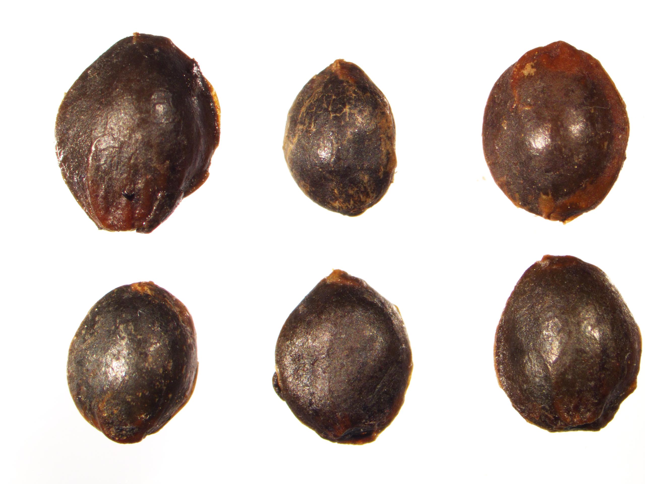 2000年前的海昏侯国先民都种些啥?