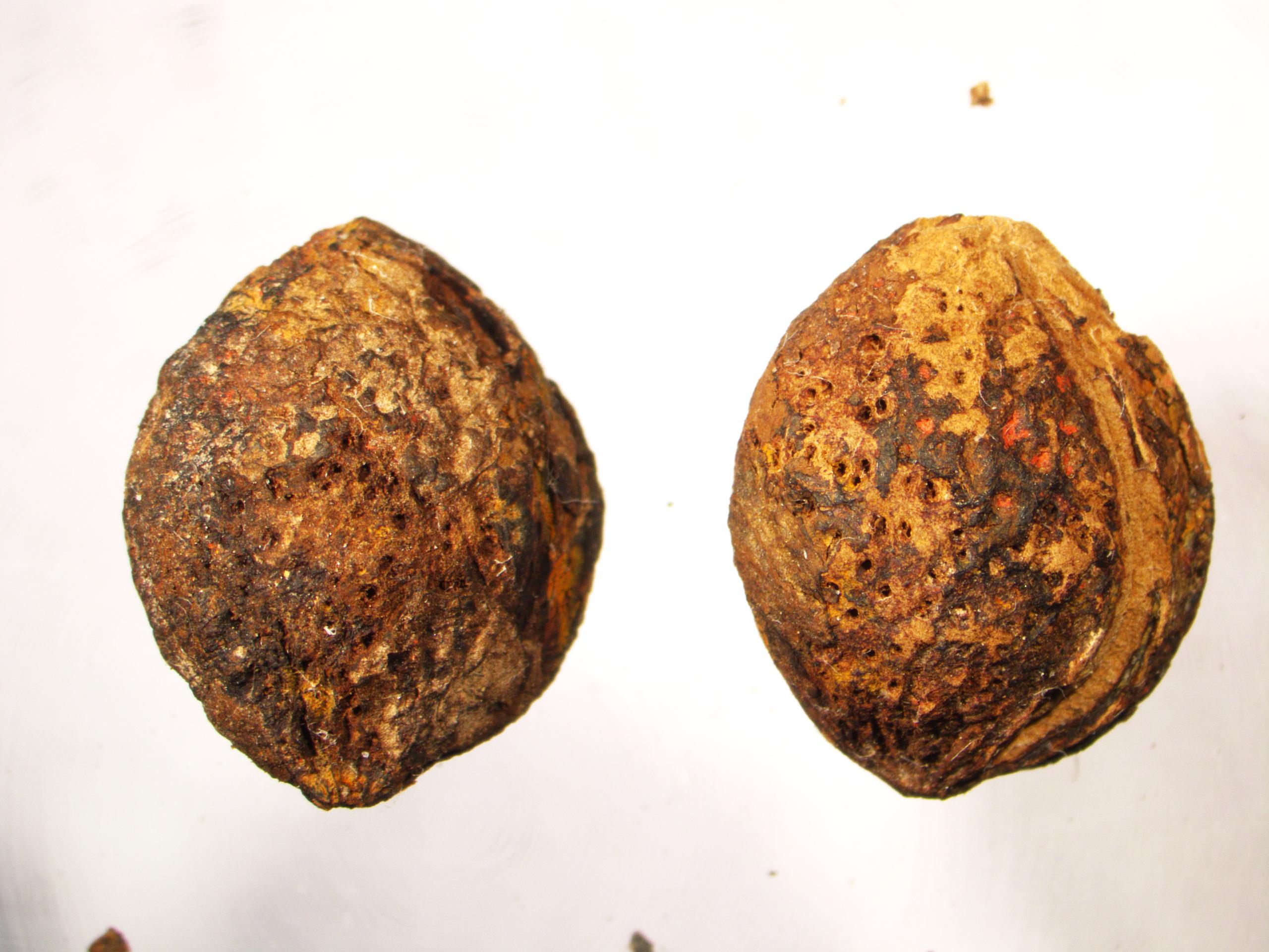 2000年前的海昏侯国先民都种些啥?