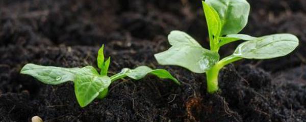 家里养的花土里有虫子怎么办(花土里长虫了怎么处理)