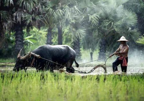 有田不耕仓禀虚 有书不读子孙愚(有田不耕仓禀虚 有书不读子孙愚下一句是)