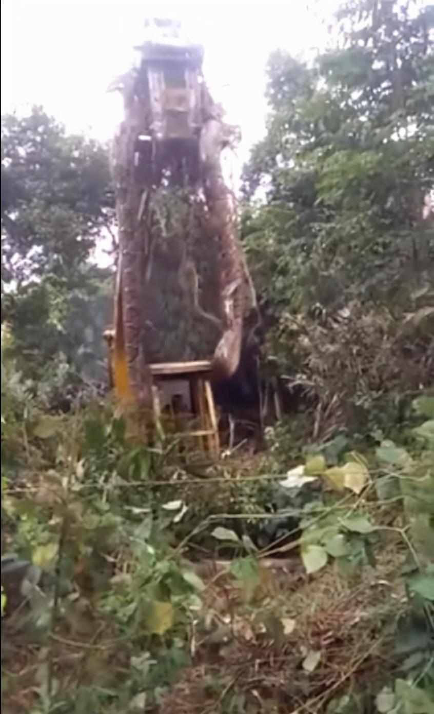 最大的蛇到底有多大(现在世界上最大的蟒蛇有多大)