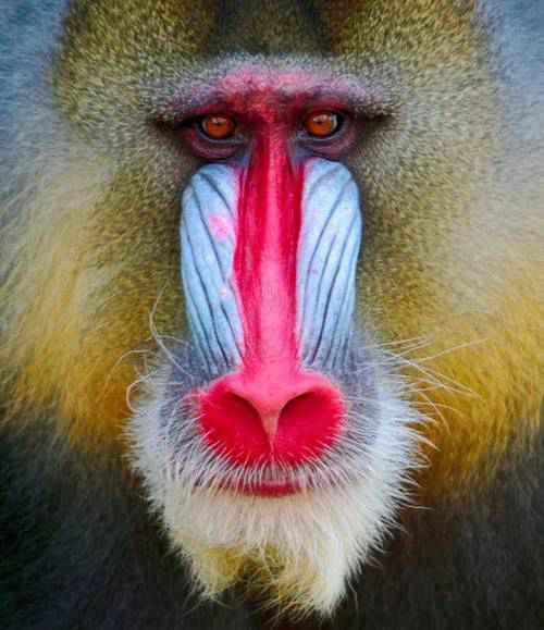 世界上最大的猴子是(世界上最大的猴子长什么样)