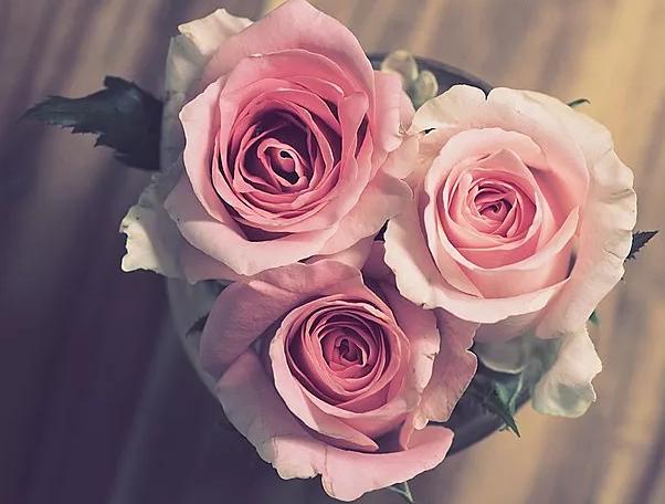  祝妈妈母亲节快乐的祝福语怎么说(祝妈妈母亲节快乐的祝福语有哪些)