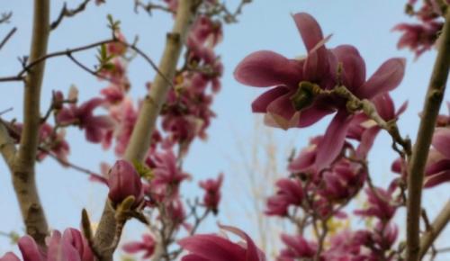 烘托手法的作用(什么是烘托手法)