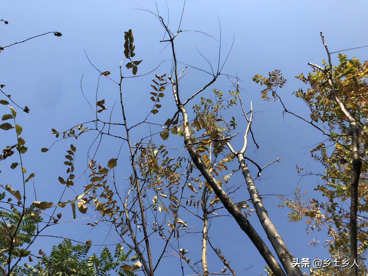 大雪不冻倒春寒什么意思(大雪不冻倒春寒是真的吗)