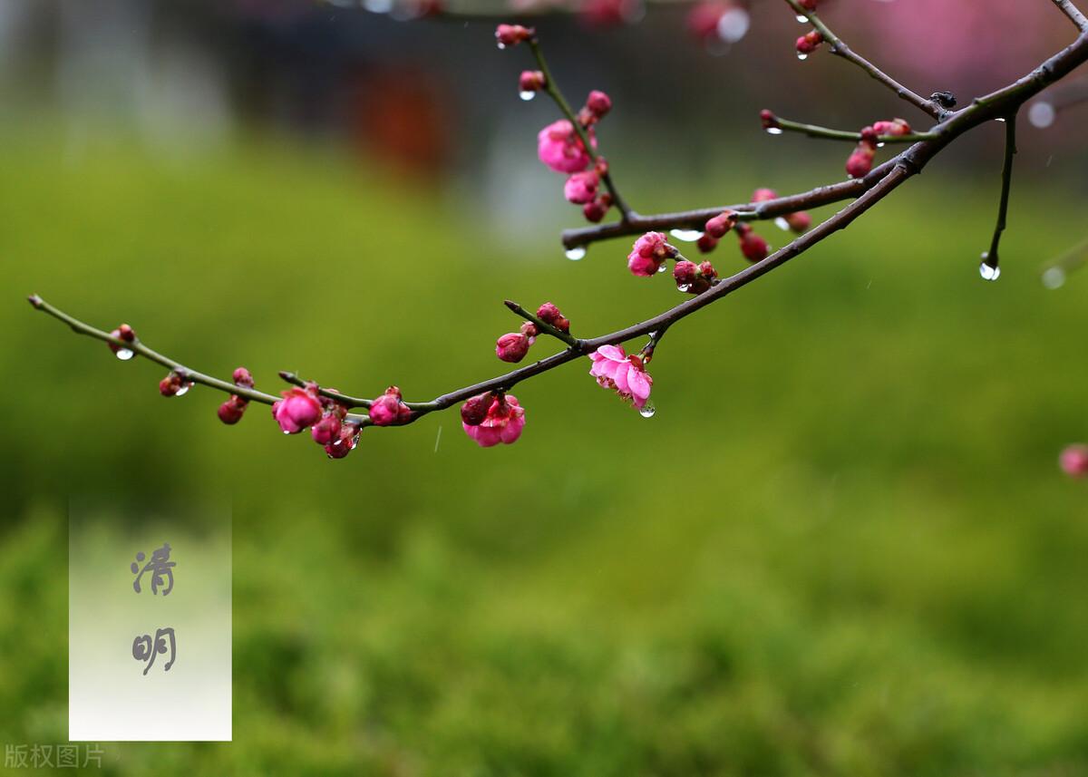 清明节扫墓祭祖,祭祖和扫墓有什么区别