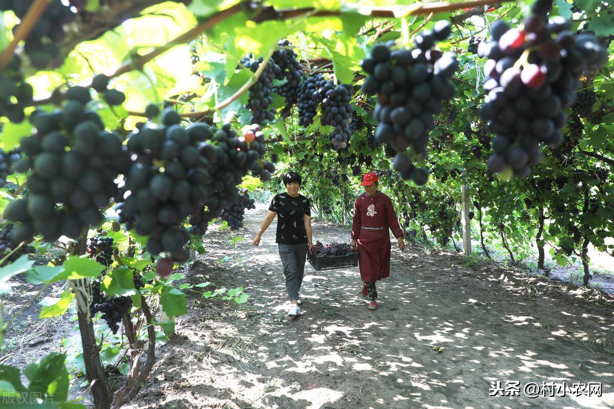 二十四节气表顺口溜（二十四节气表顺口溜快速记忆的口诀）