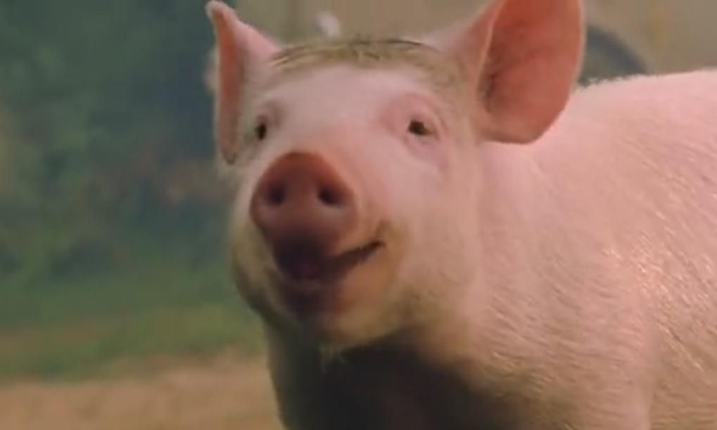 励志电影《小猪宝贝》,摆脱天生的命运,活出自己的人生