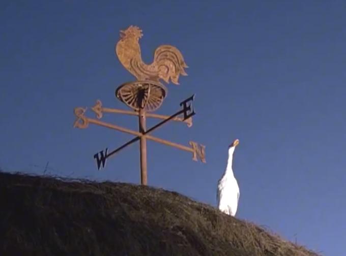 励志电影《小猪宝贝》,摆脱天生的命运,活出自己的人生