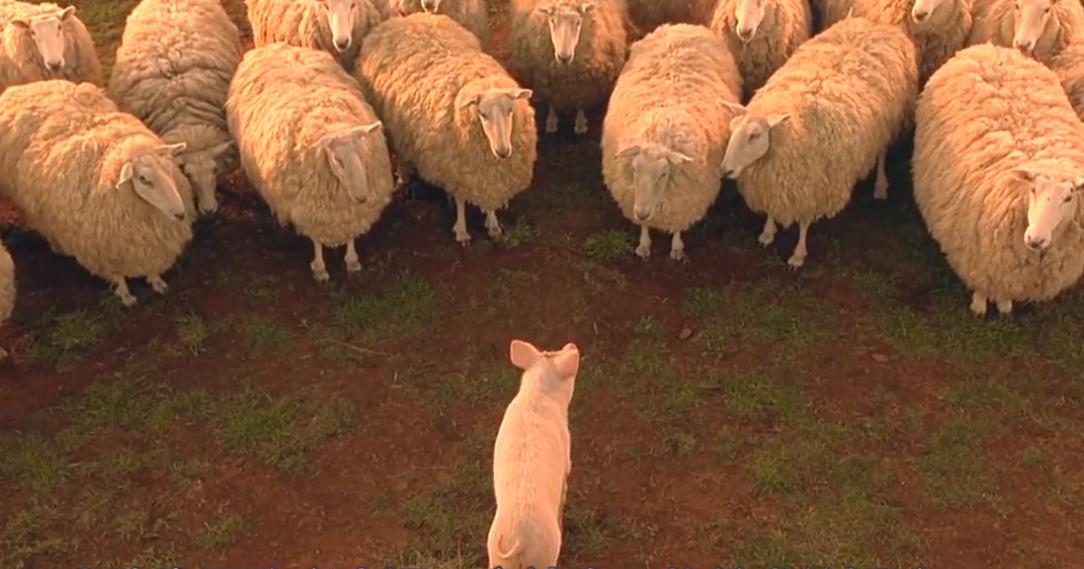 励志电影《小猪宝贝》,摆脱天生的命运,活出自己的人生