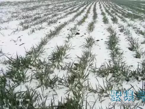 大雪节气到了,下雪有啥预兆?看看老祖宗留下的谚语