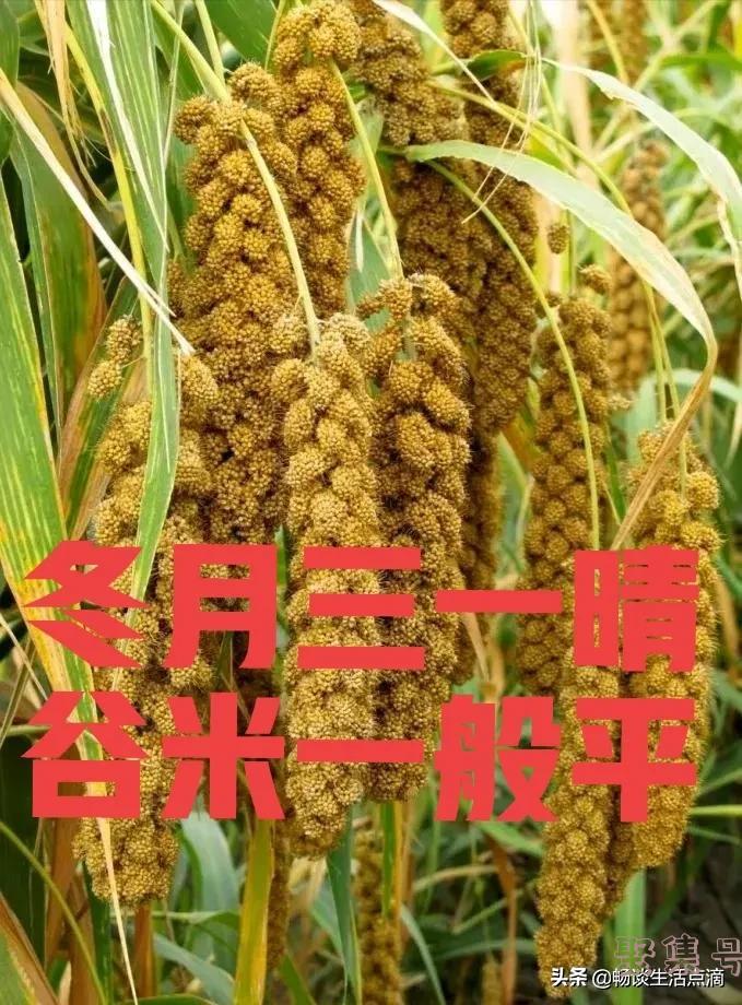 “冬月三一晴，谷米一般平”，哪“三个一”？啥预兆？