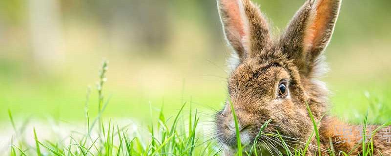 雷山县属于哪个市(雷山县属于哪个省)