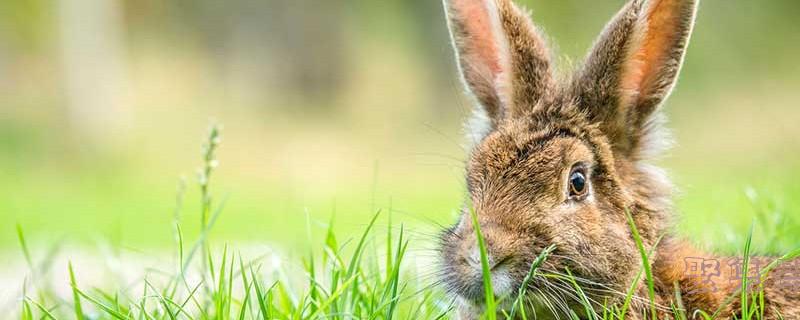 意大利金果(意大利金果和新西兰金果的区别)