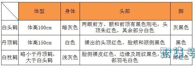 自然科普 | 丹顶鹤为什么要叫“丹顶”呢?