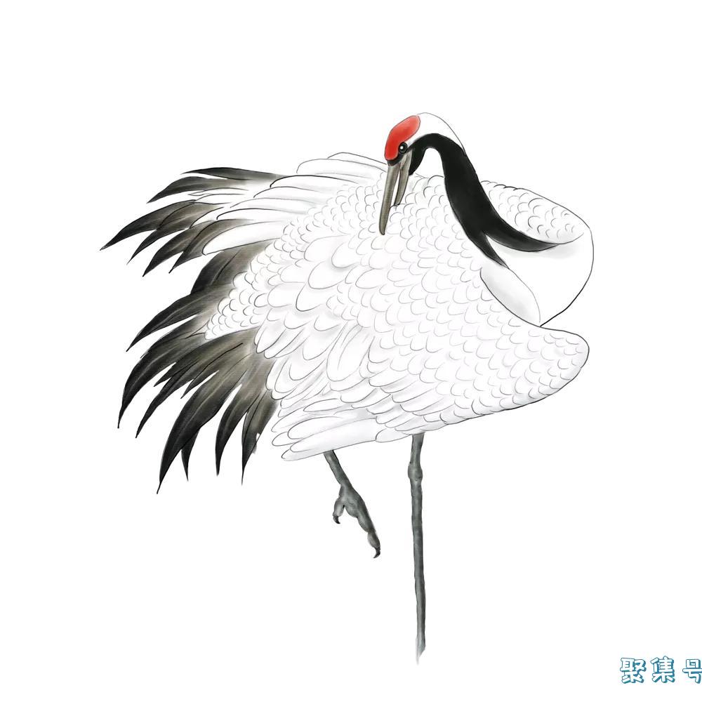 自然科普 | 丹顶鹤为什么要叫“丹顶”呢?