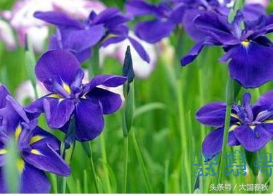 葡萄牙国花(葡萄牙国花的象征意义)