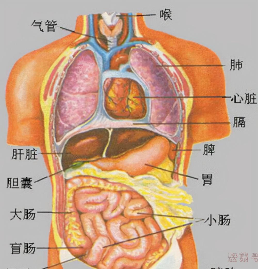 人最大的器官是什么器官(人最大的器官是什么脑筋急转弯)