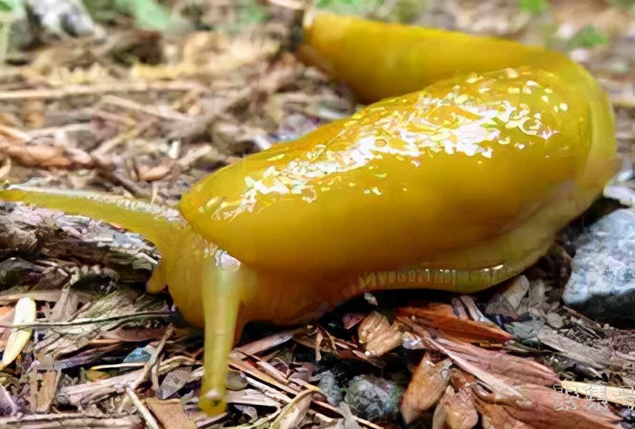 世界上十大最慢的动物(世界上十大最慢的动物每小时行多少英里)