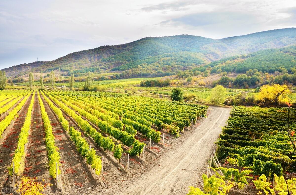 2021余额仅剩半个月(属狗的今年到底多少岁2021)