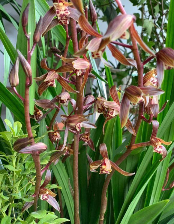 冬天养墨兰应注意啥(冬天养墨兰总是卷叶怎么办)