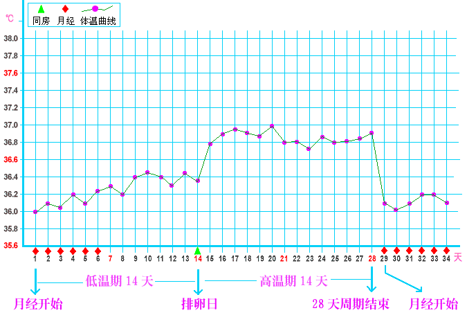 基础体温变化图(全)--备孕MM必看