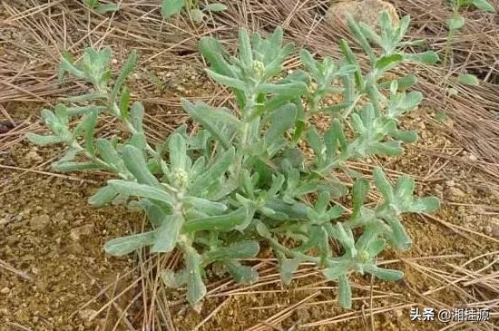 鼠曲草的食用方法(鼠曲草的功效与作用及食用方法)