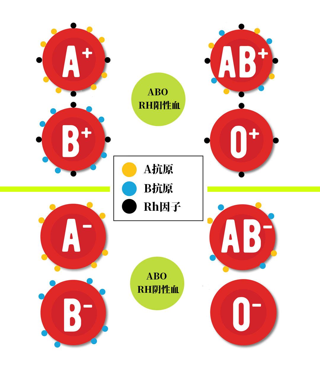 ABO血型,Rh血型?它们有什么区别?对我们重要吗?