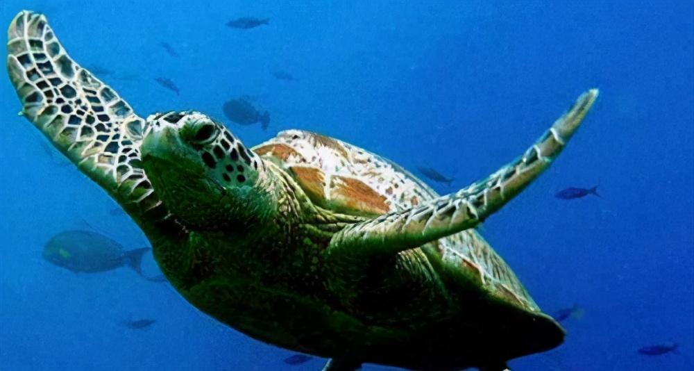 世界上最大的海龟是什么龟