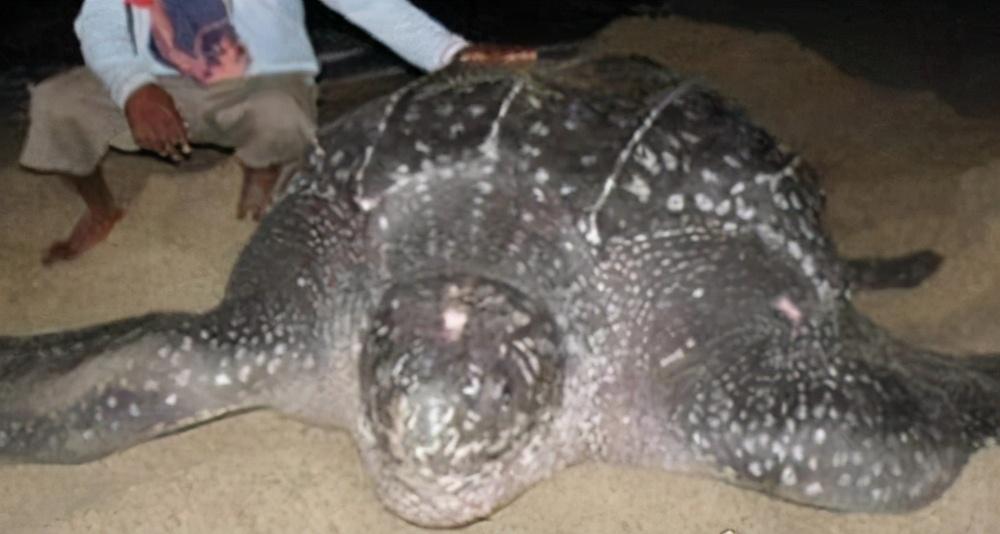 世界上最大的海龟是什么龟