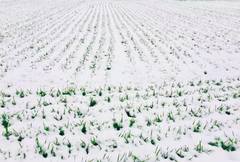 三九严寒到!今年三九始于哪天?是全年最冷吗?看看大数据就知道