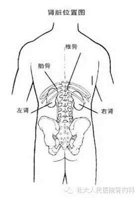 肾在哪个位置图片(肾具体的位置在哪里)