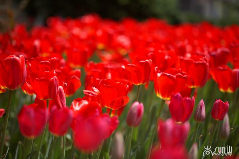 郁金香是哪个国家的国花象征着什么(郁金花是哪个国家的国花)