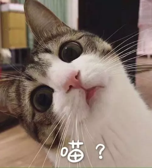 猫的品种(猫的品种图片名字大全)
