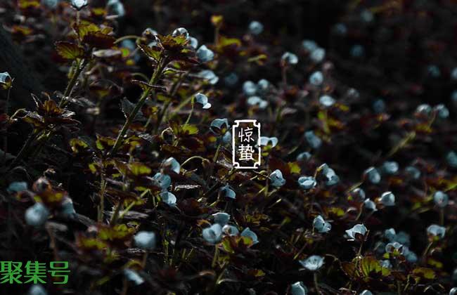 惊蛰节气是什么意思?