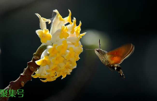 惊蛰节气是什么意思?