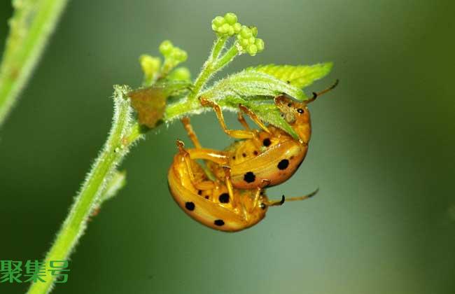 惊蛰节气是什么意思?