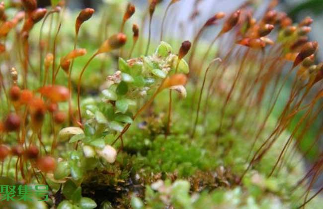 惊蛰节气是什么意思?