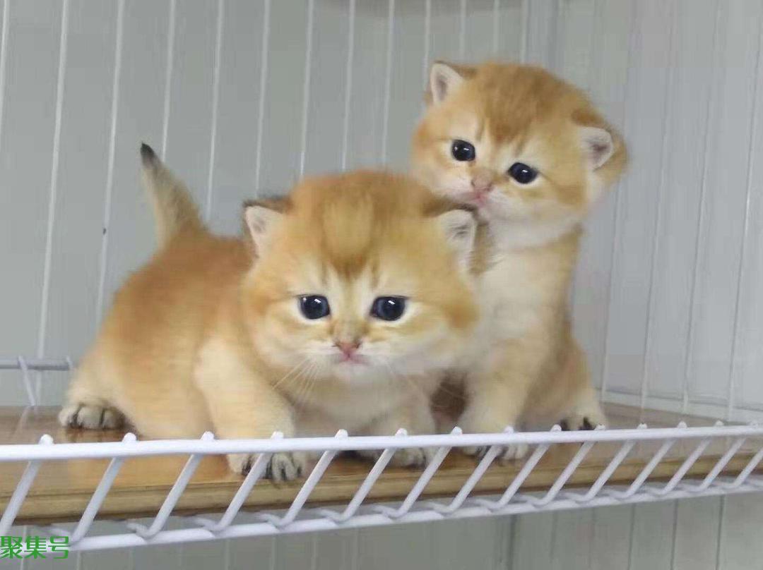 金渐层价格,多少钱一只?