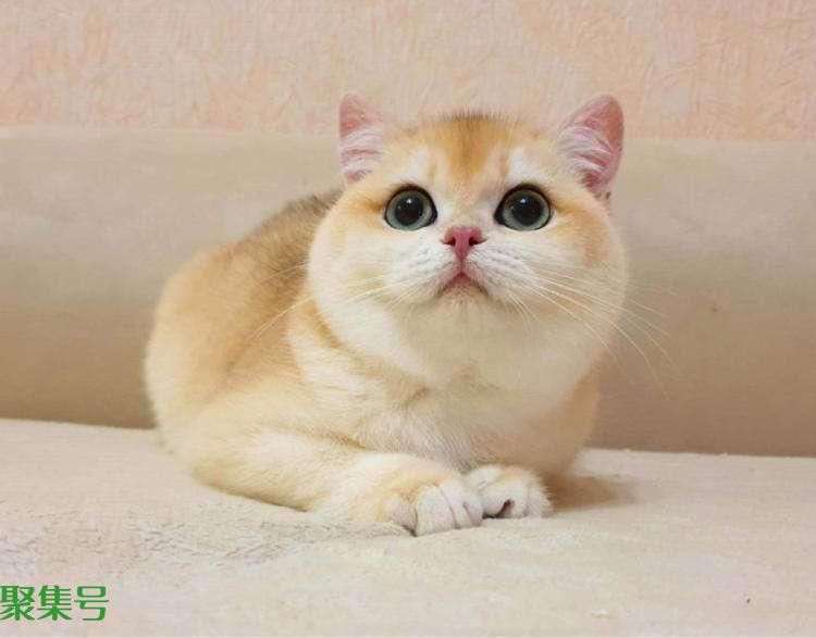 金渐层价格,多少钱一只?