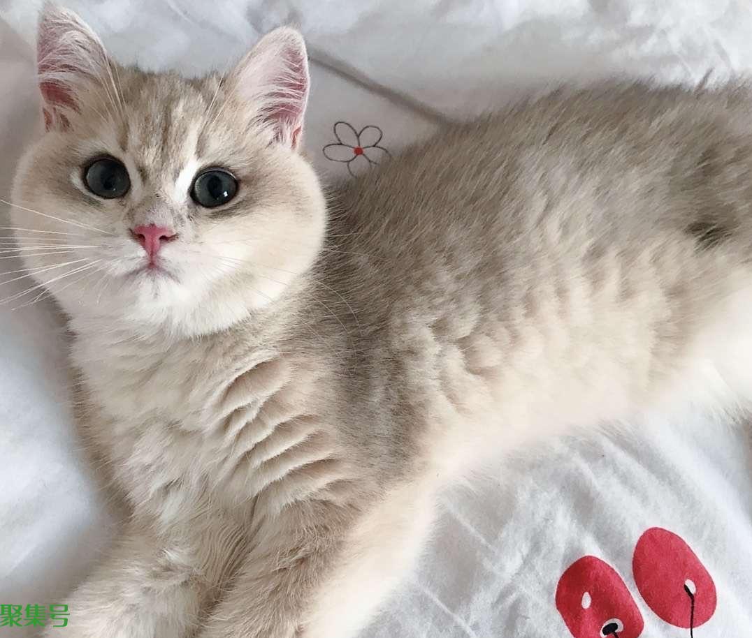 金渐层价格,多少钱一只?