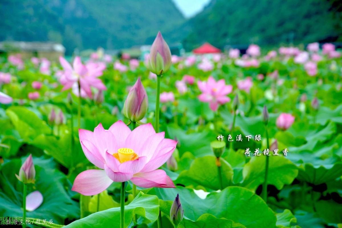 荷花的习性(荷花的生长环境和生长特点)