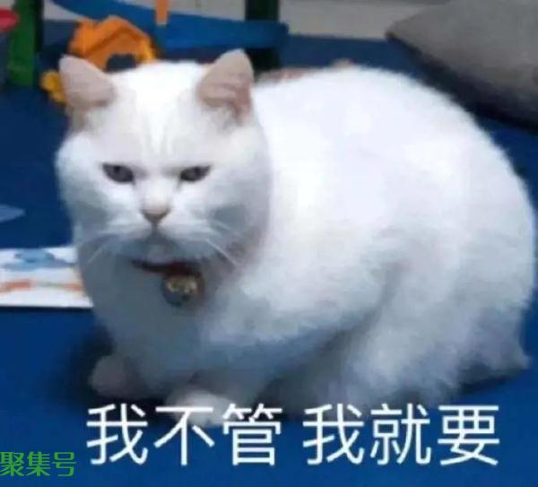 新晋“顶流”,令人上头