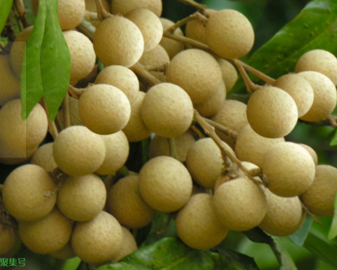 桂圆和龙眼是同一种东西吗?到底有何区别?看完你就涨知识了