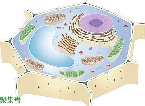 细胞核的功能（细胞核起什么作用）