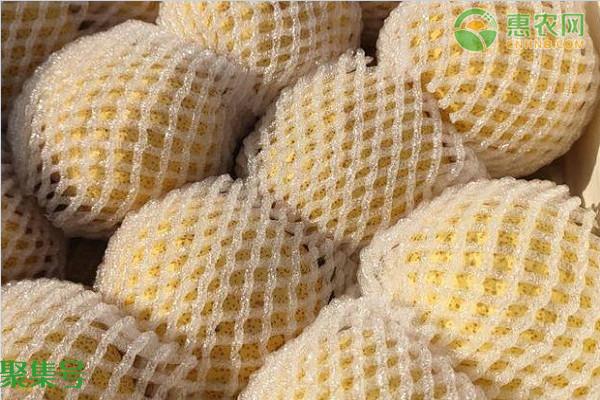 秋天的水果有哪些(秋季还有什么成熟的果子)