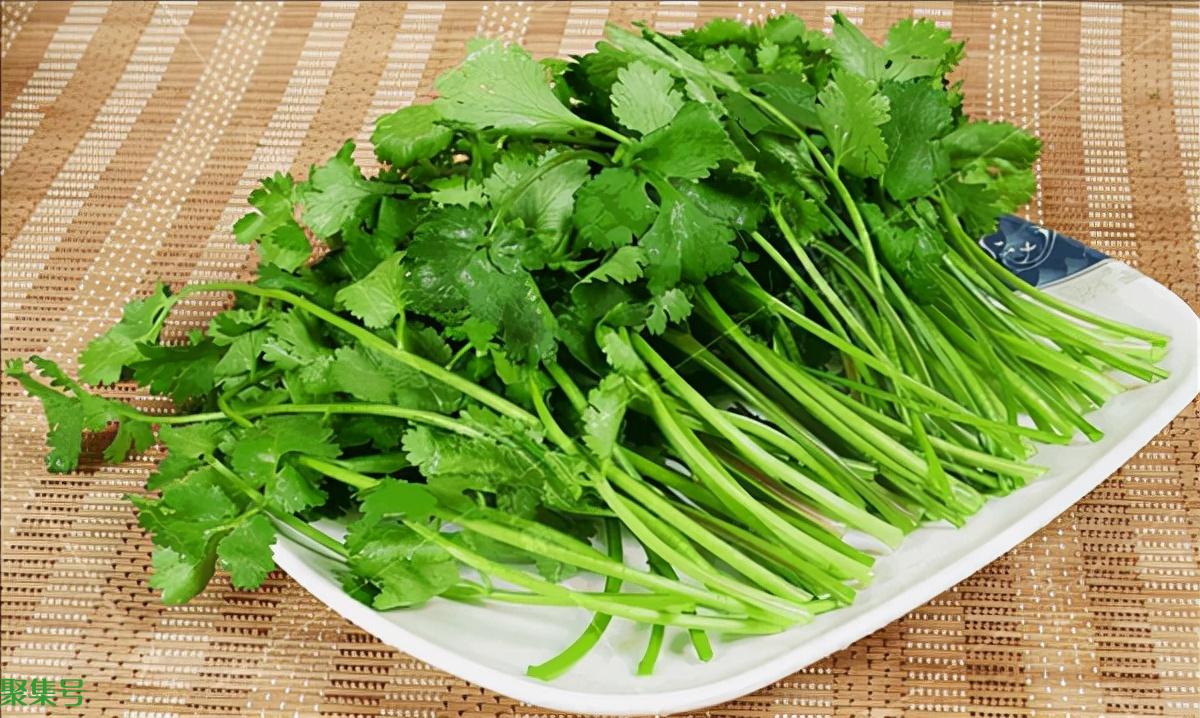 今天是世界讨厌香菜日(世界讨厌香菜日是几号)