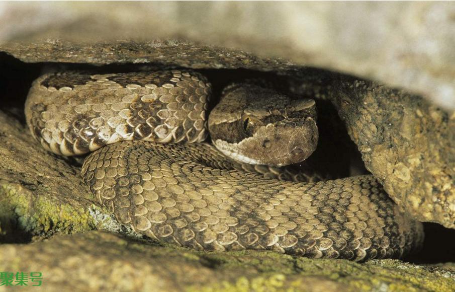 小动物过冬的方式有哪些(小动物过冬的绝招有哪些)